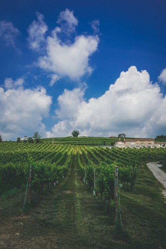 Prosecco Wine Tour from Venice 3