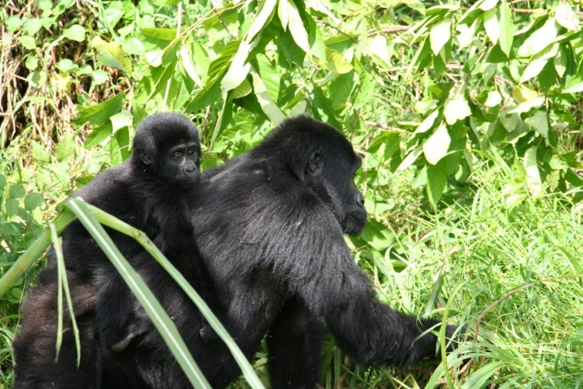 5-Day Uganda Safari Lake Mburo & Bwindi 1