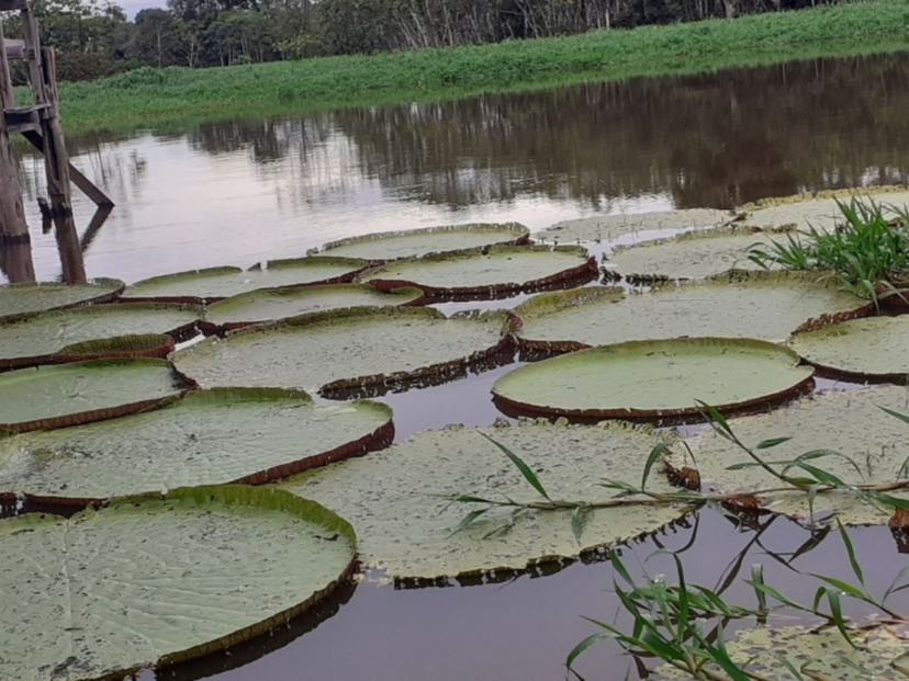 Tour Safari Amazônico em Manaus (Compartilhado) 4