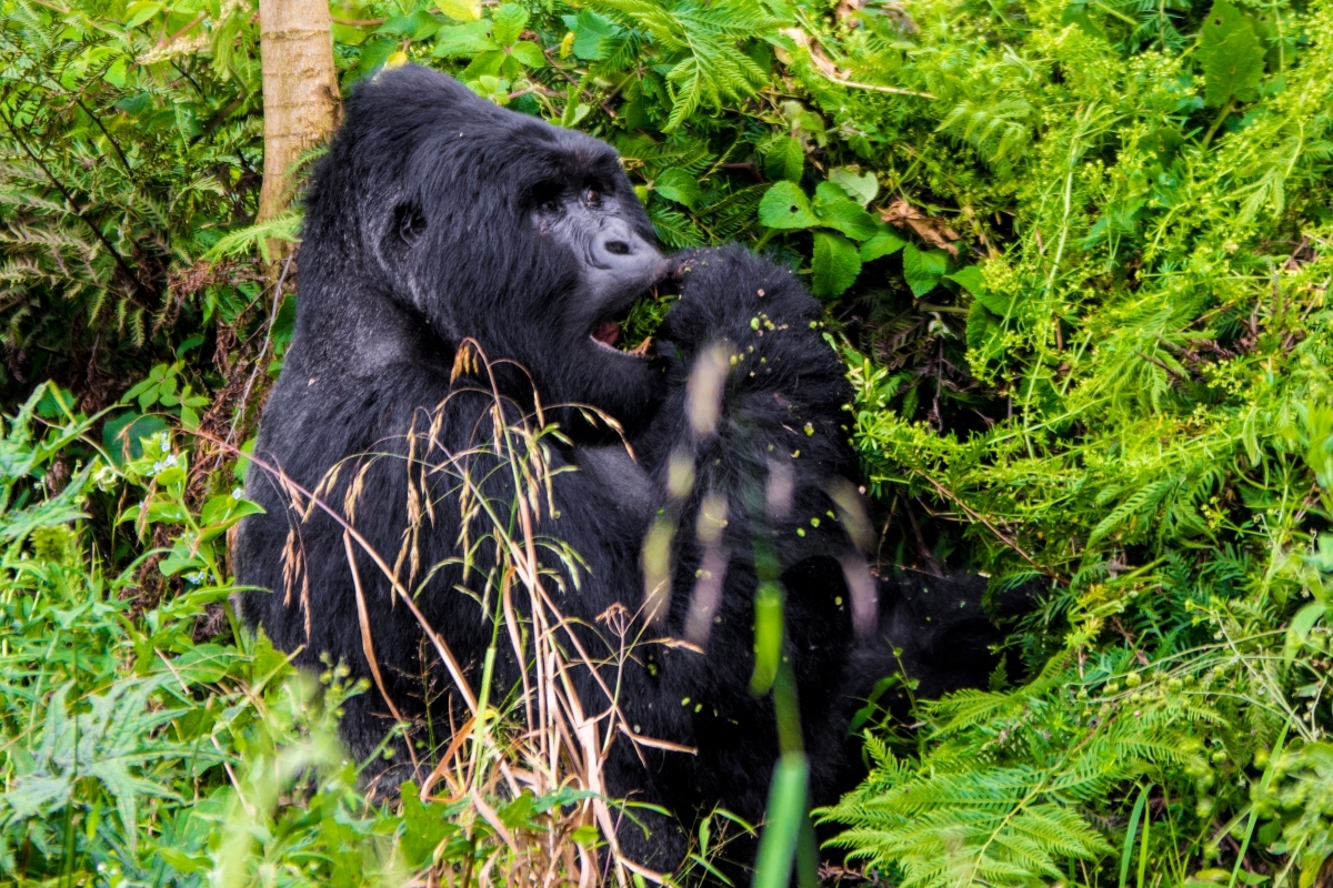 Uganda's Ultimate Primate Safari 1