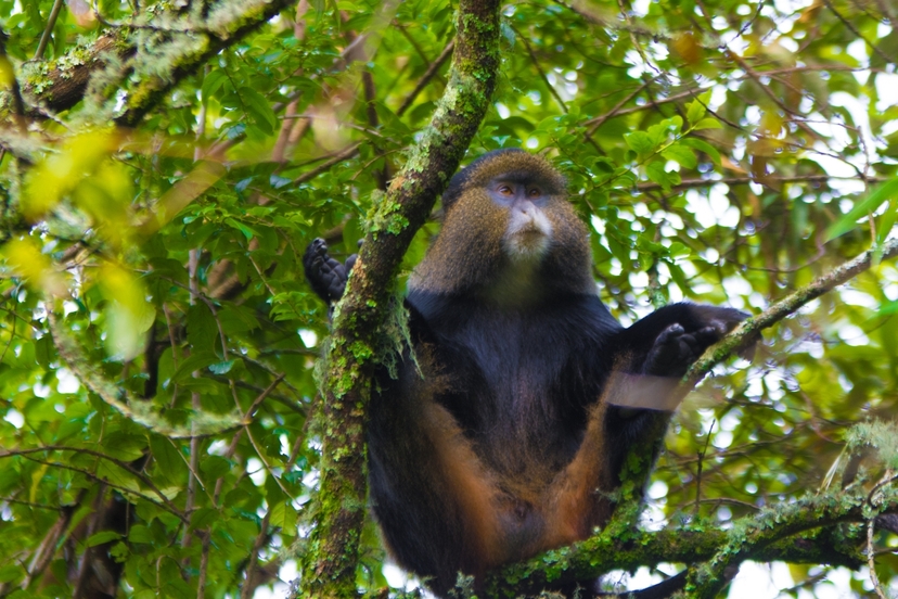 Uganda's Ultimate Primate Safari 3