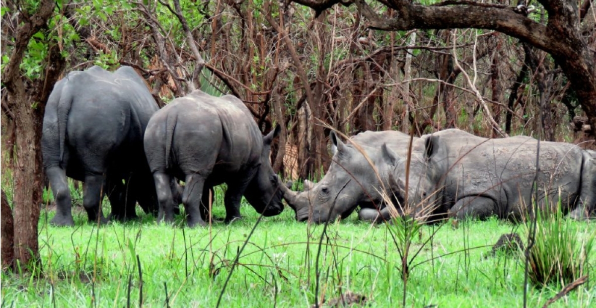 Murchison Falls & Ziwa Rhino Safari – 2 Nights / 3 Days 2