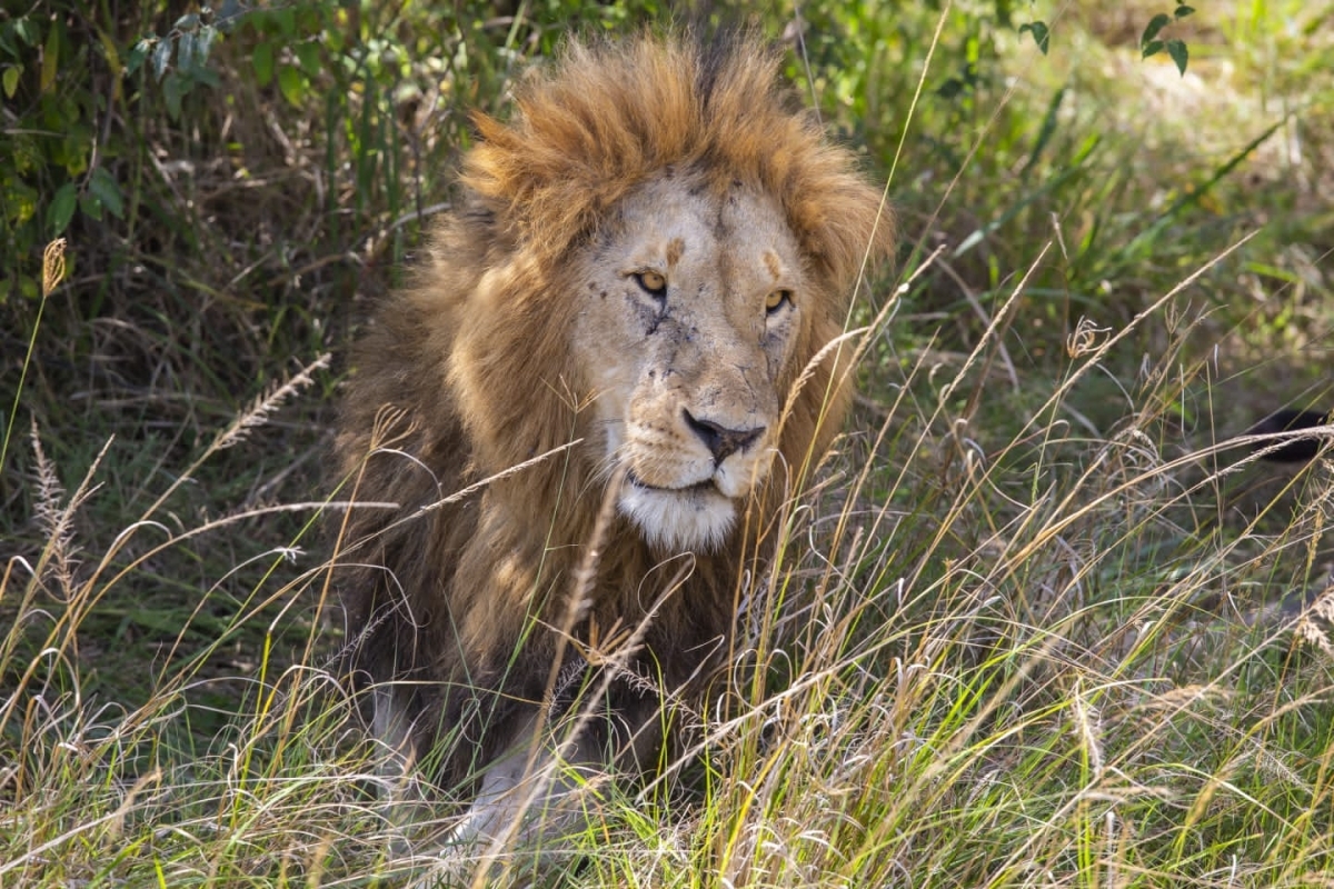3 days 2 nights Masai mara safari 1