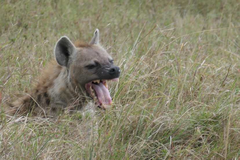3 days 2 nights Masai mara safari 2
