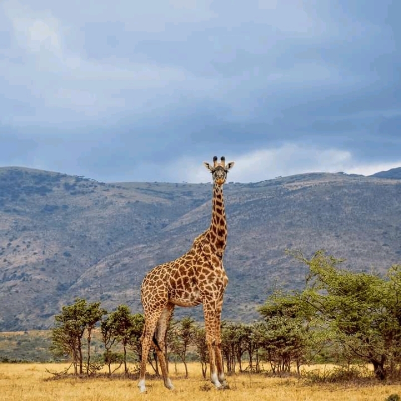 3 days 2 nights Masai mara safari 3