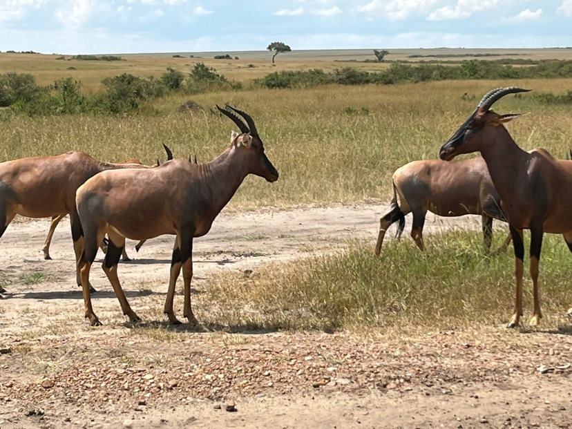 3 days 2 nights Masai mara safari 4