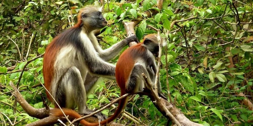 Jozani Forest Tour (Red Colobus Monkeys) 3
