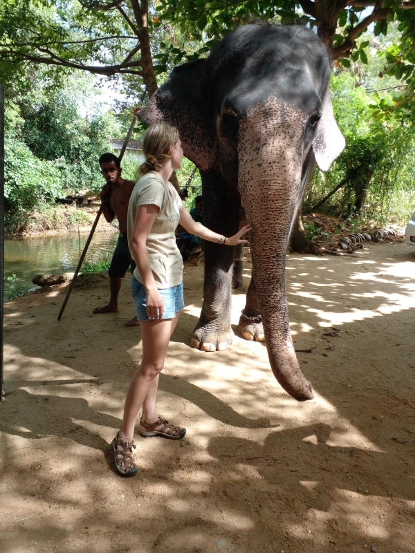 ? Elephants of Sri Lanka 3