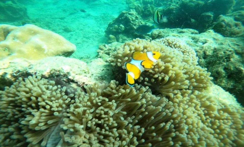 Pattaya-Koh Larn: Speed boat +Sea walker + banana  +lunch 4