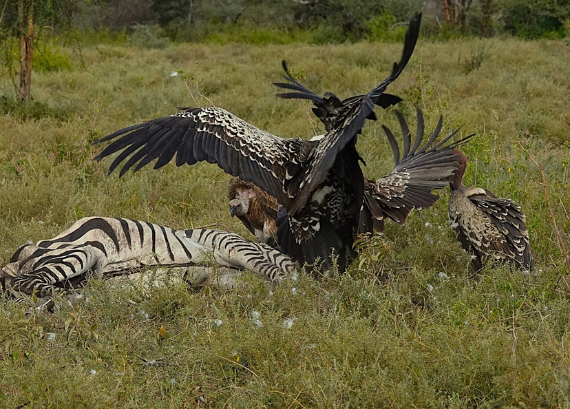 Wildebeest River Crossing Safari 4