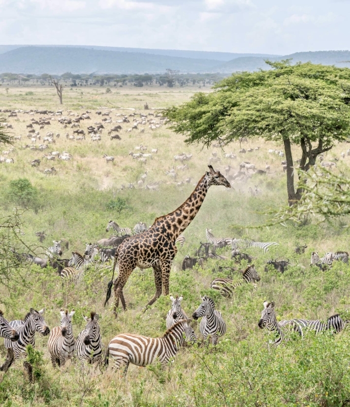 7 Days Northern Circuit Tanzania Safari 1