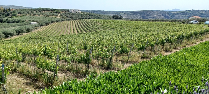 7 Days Unforgettable Culinary and Culture Tour in Crete 2