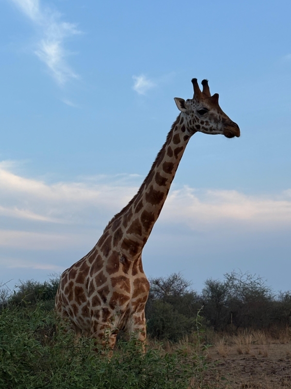 5 DAYS UGANDA’S WILDLIFE AND GORILLAS 3
