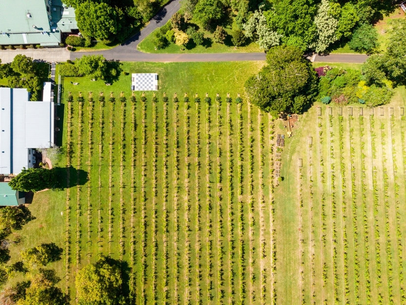 Tamborine Mountain - Winery Tour with Gourmet Lunch - From Brisbane or the Gold Coast 2