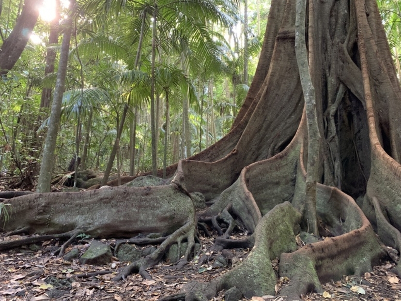 Hop on Hop off Glow Worm Day Tour from Brisbane or the Gold Coast 2
