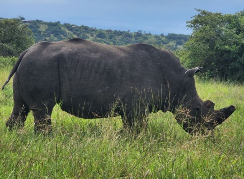 Akagera National Park Safari with Scenic Coffee Stop & Lake Ihema Boat Cruise 3