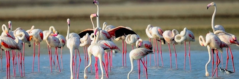 Wildlife and Nature Tour-18Days 2