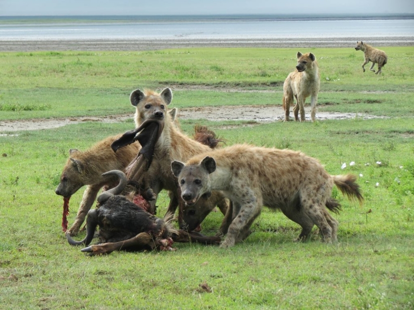 6-Day Exclusive Tanzanian Safari & Waterfall Experience 2