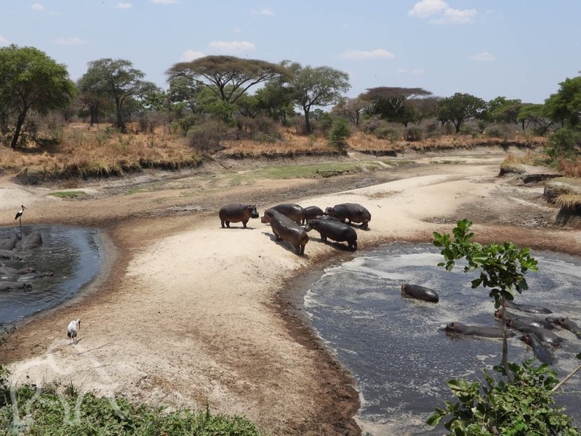 6-Day Exclusive Tanzanian Safari & Waterfall Experience 4