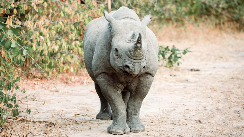 The Malawi Beach - Safari Experience 4