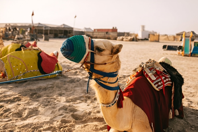 Half Day Desert Safari Qatar Adventure | Dune Bashing & Inland Sea Tour-Doha 3