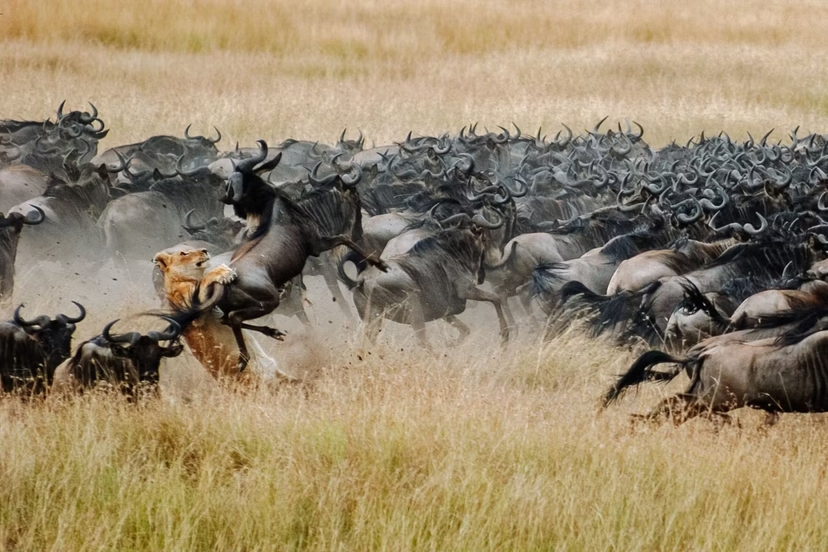 5 Days Ngorongoro Crater to Serengeti Plains Adventure 3