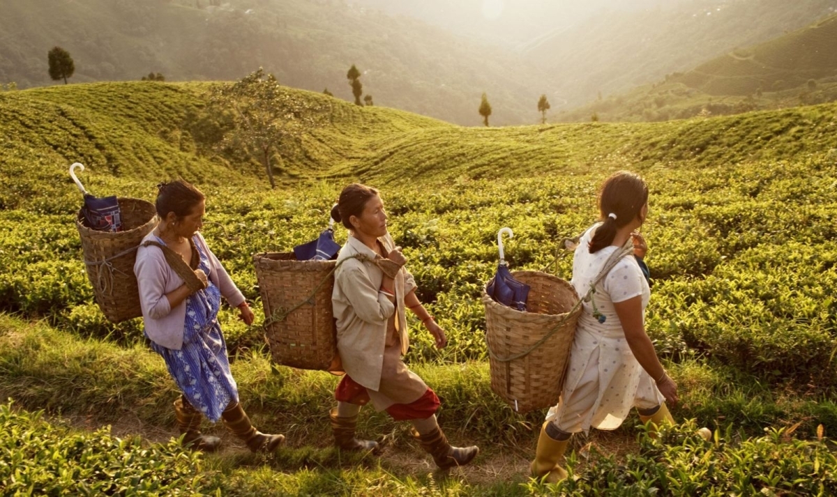 Scenic Sikkim, Darjeeling to Gangtok 1