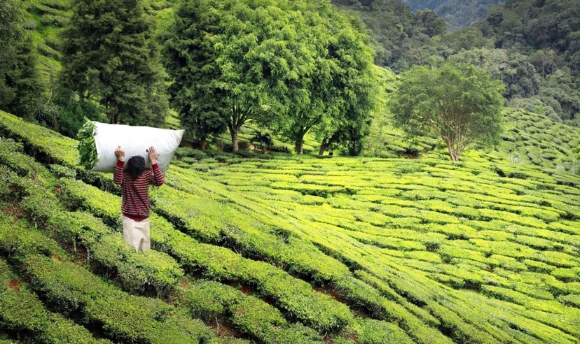 Kerala Highlights Experience 2