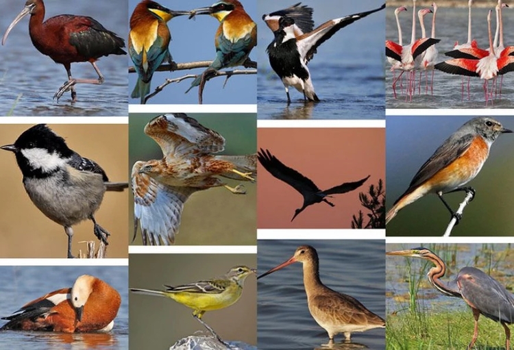 Daily Mersin Bird Watching Tour