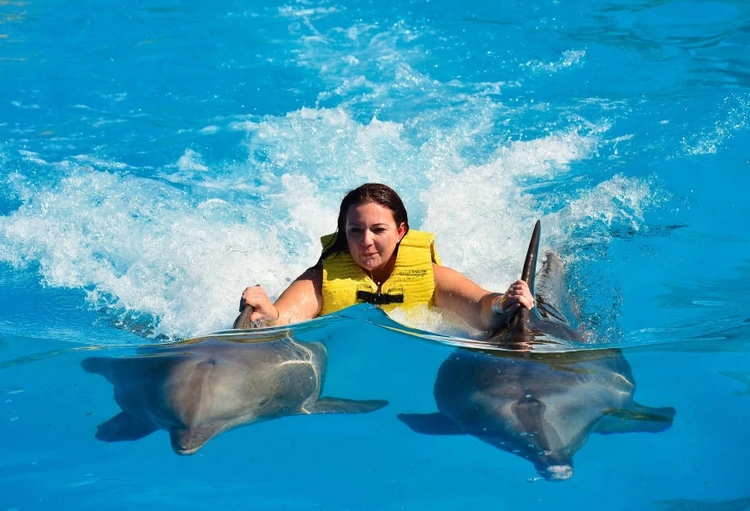 Daily Marmaris Swim With Dolphins