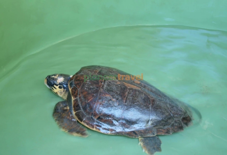 Daily Dalyan Turtle Clinic Tour from Mugla