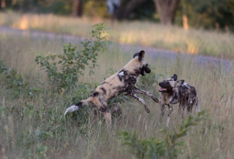 3 Days Hwange National Park Game Drive Tour