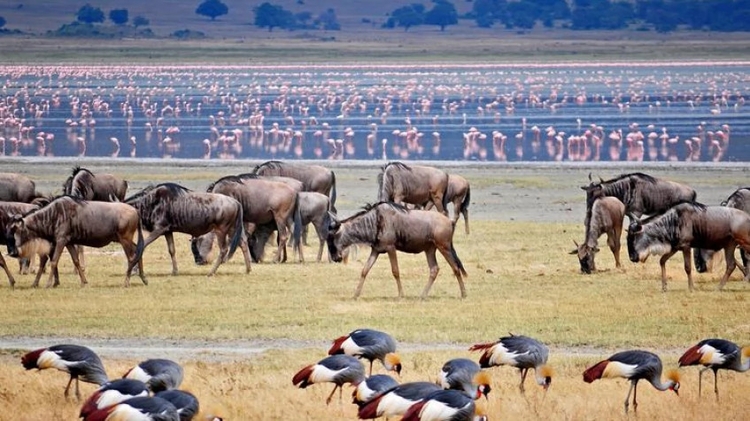 3 Days Safari - Serengeti and Ngorongoro Crater