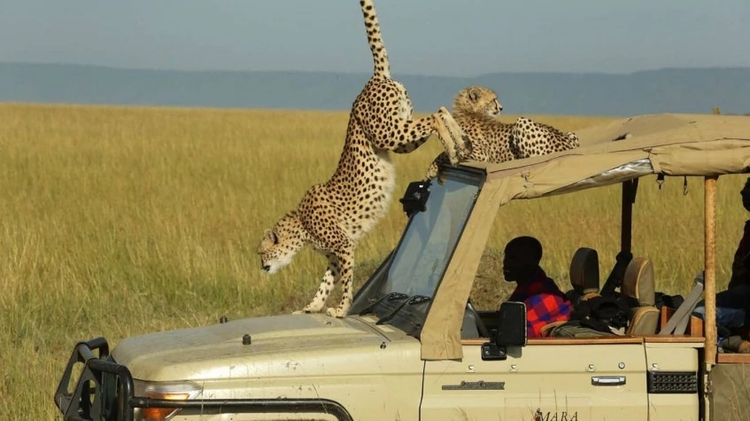 4 Days Fly-In Masai Mara Luxury Safari