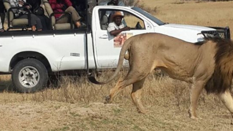 Hwange Park Full Day Game Drive Departing from Hwange Main Camp.