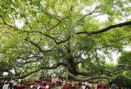 Inkaya Historical Plane Tree