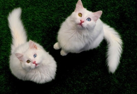 Van Cat Home