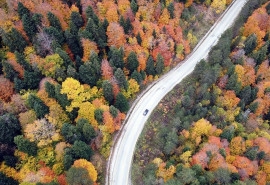 Yenice Forests