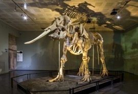 Kahramanmaras Museum