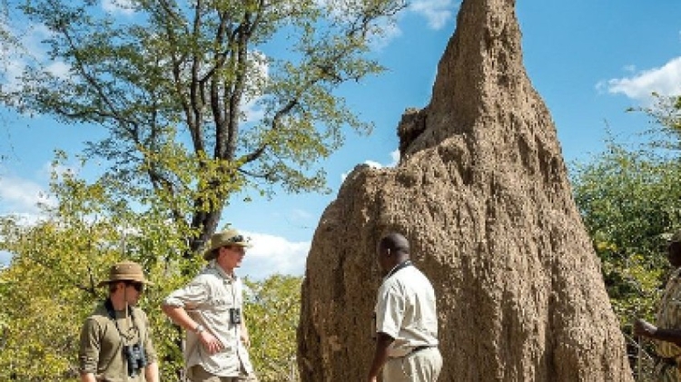 13 Days Safari in Zambia’s Animal Kingdom