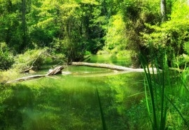 Sahin Creek (Igneada)