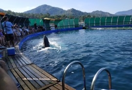 Dolphinarium (Marmaris)