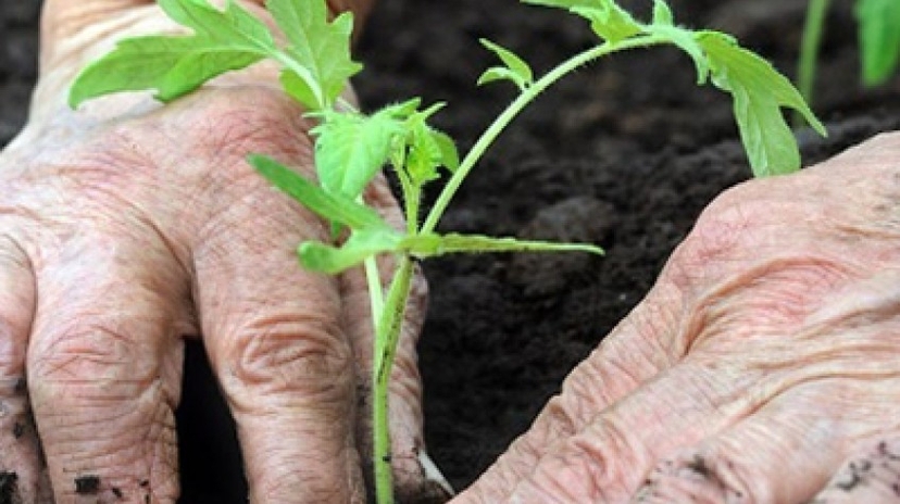 3 Days Istanbul Planting Seedlings/Harvest Tour 4