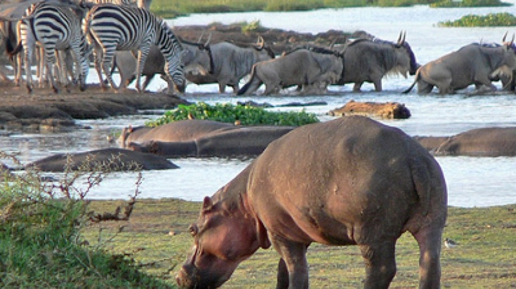 3 Days Safari Lake Manyara, Ngorongoro Crater and Tarangire National Park