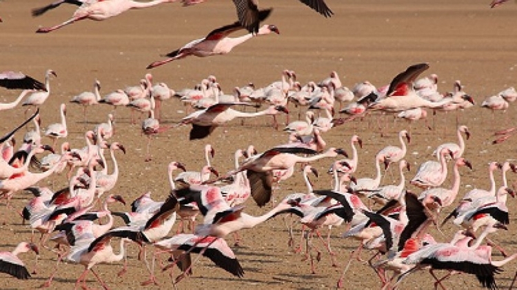 7 Days Sossusvlei, Swakopmund and Etosha National Park (Camping)