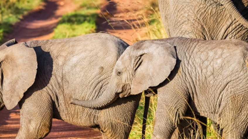 Big 5 Tanzania Adventure Safari 2