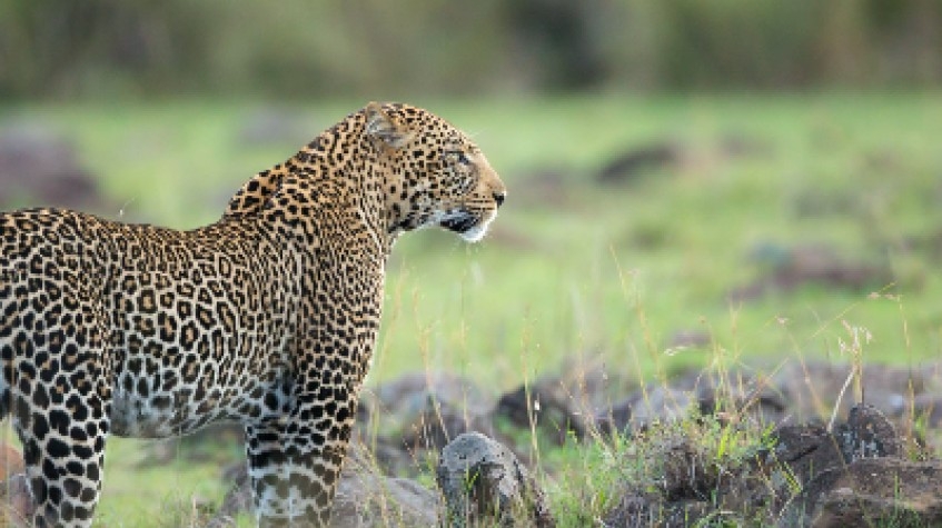 Big 5 Tanzania Adventure Safari 5