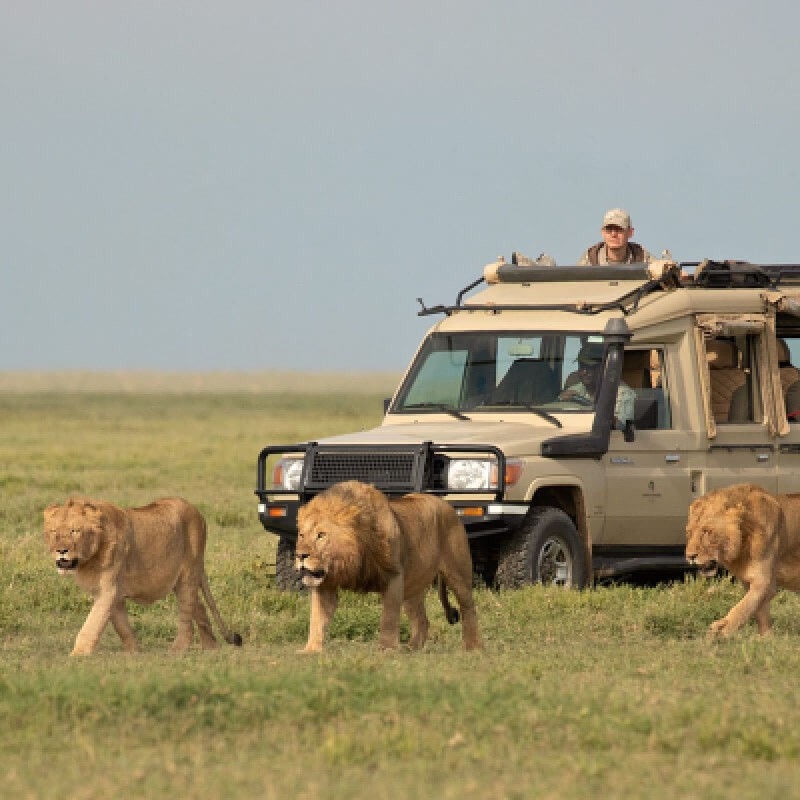Tanzania Budget Camping Safaris 1