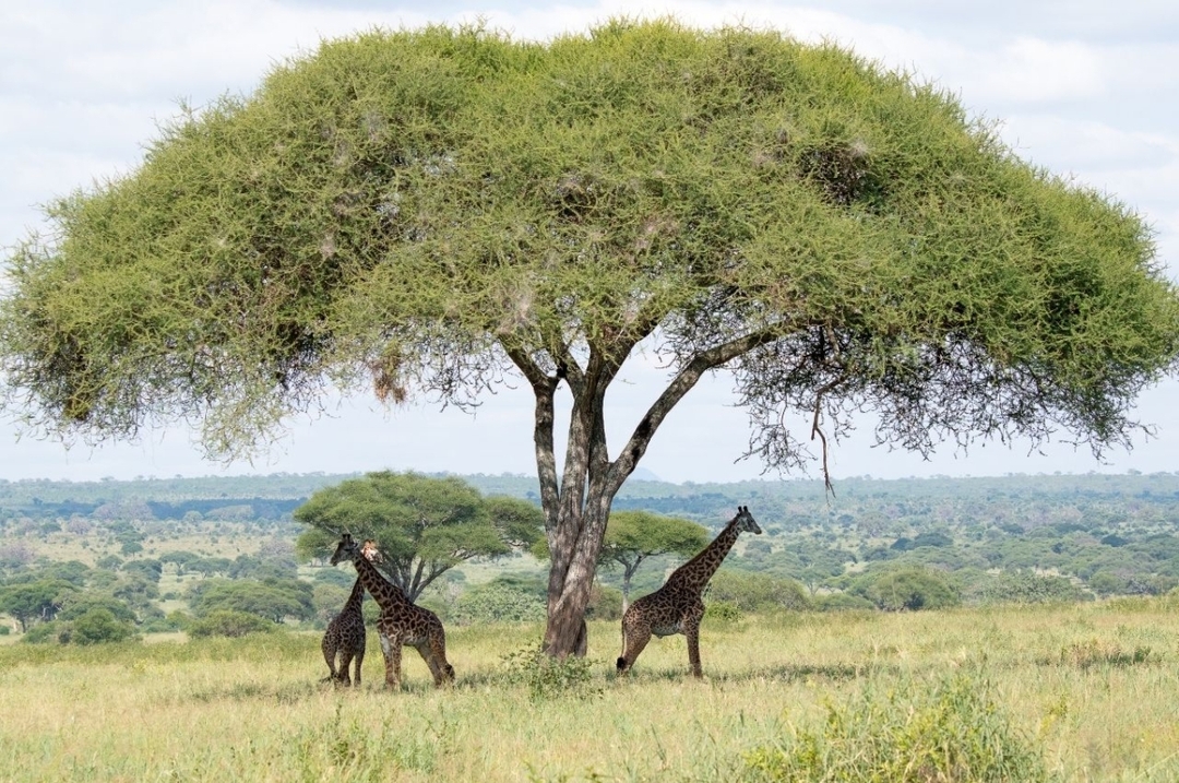 11 Days Safari Tanzania 3