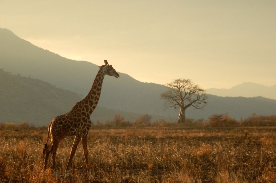 11 Days Safari Tanzania 4